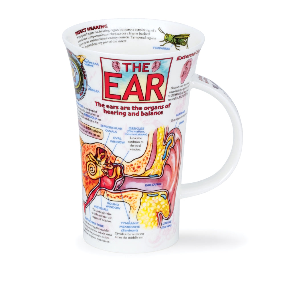 Dunoon Wissens-Becher Teetasse Kaffeetasse Glencoe Porzellan-Becher viele Dekore