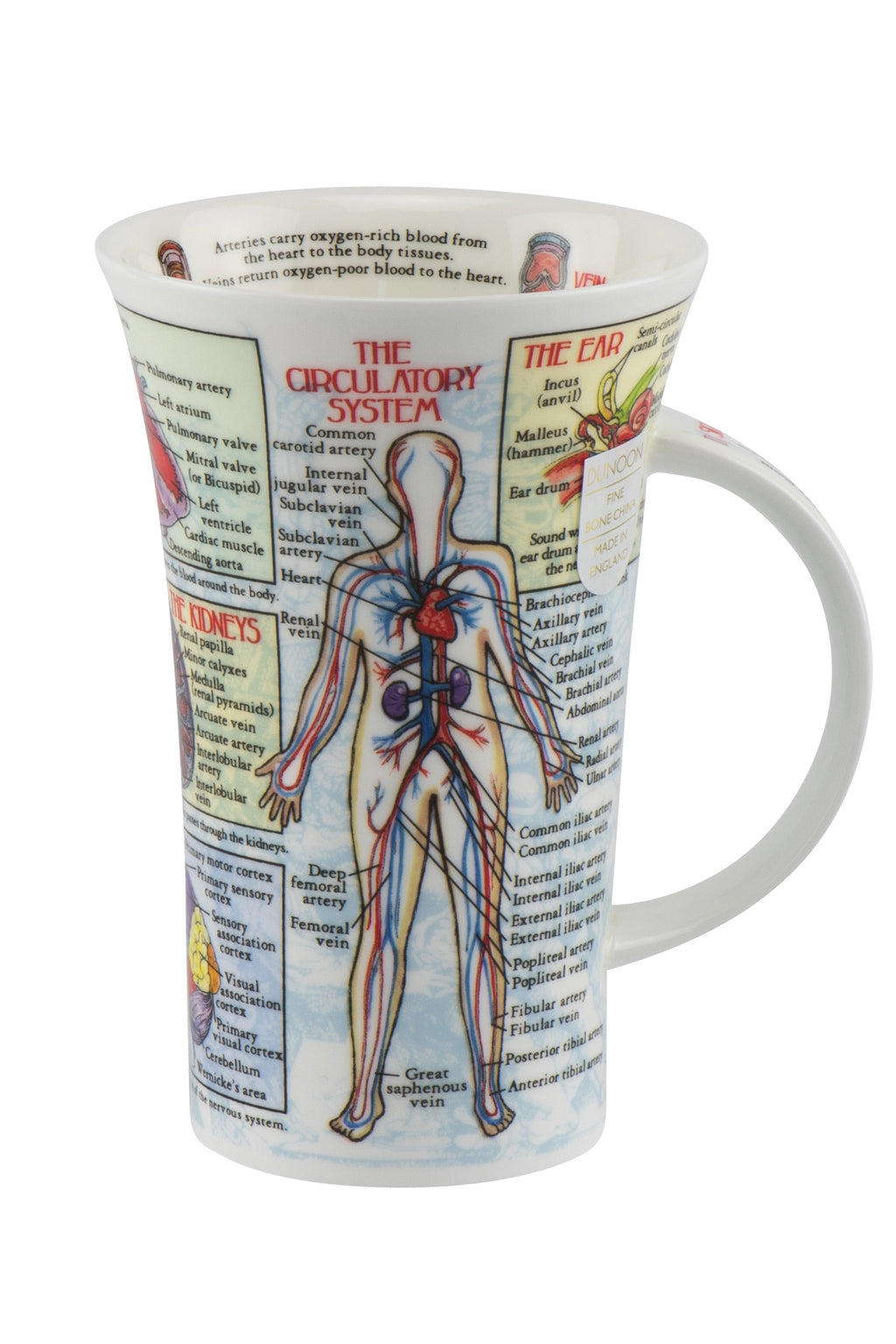 Dunoon Wissens-Becher Teetasse Kaffeetasse Glencoe Porzellan-Becher viele Dekore