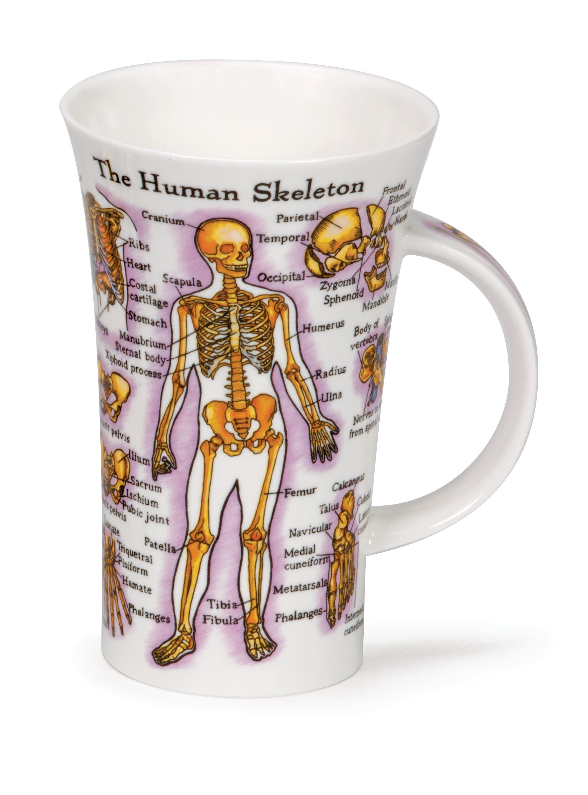 Dunoon Becher Teetasse Kaffeetasse  Glencoe The Human Body