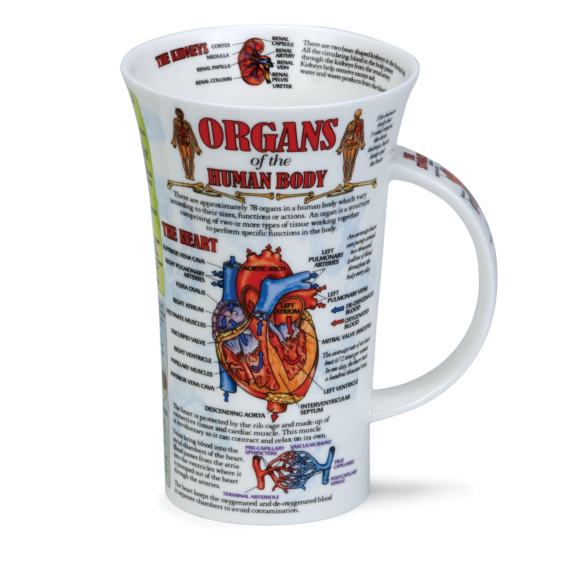 Dunoon Becher Teetasse Kaffeetasse  Glencoe Organs of Body