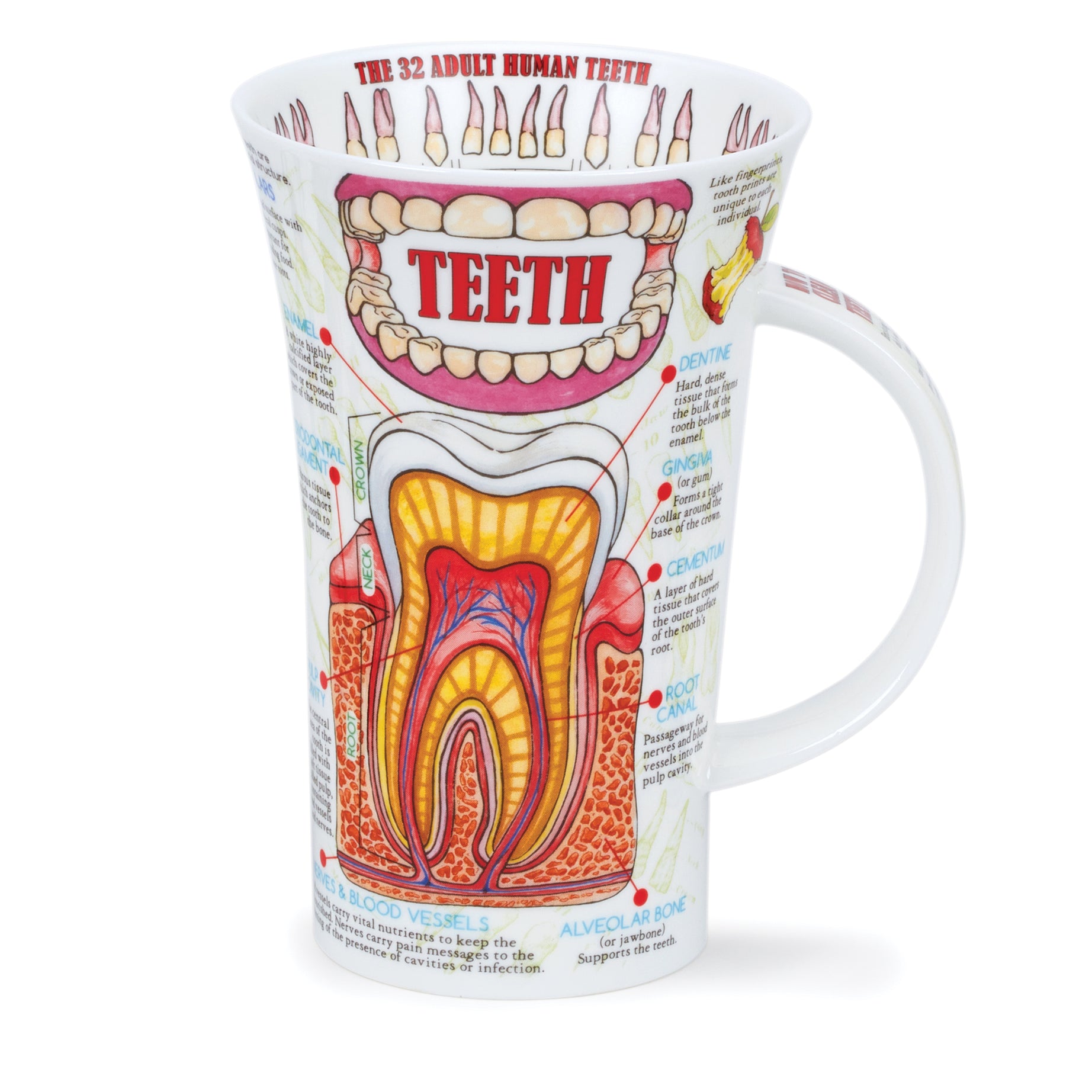 Dunoon Becher Teetasse Kaffeetasse  Glencoe Teeth