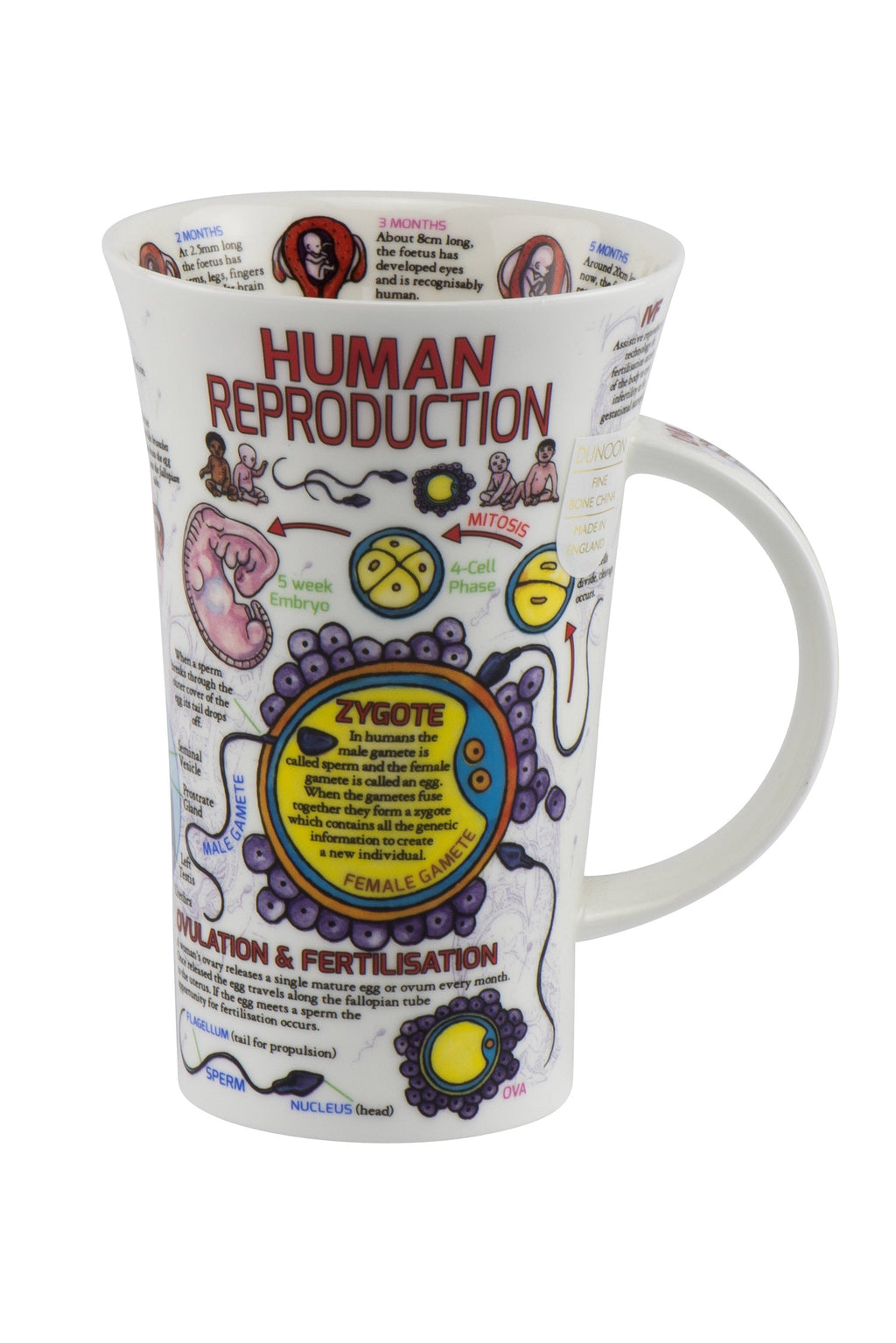 Dunoon Wissens-Becher Teetasse Kaffeetasse Glencoe Porzellan-Becher viele Dekore