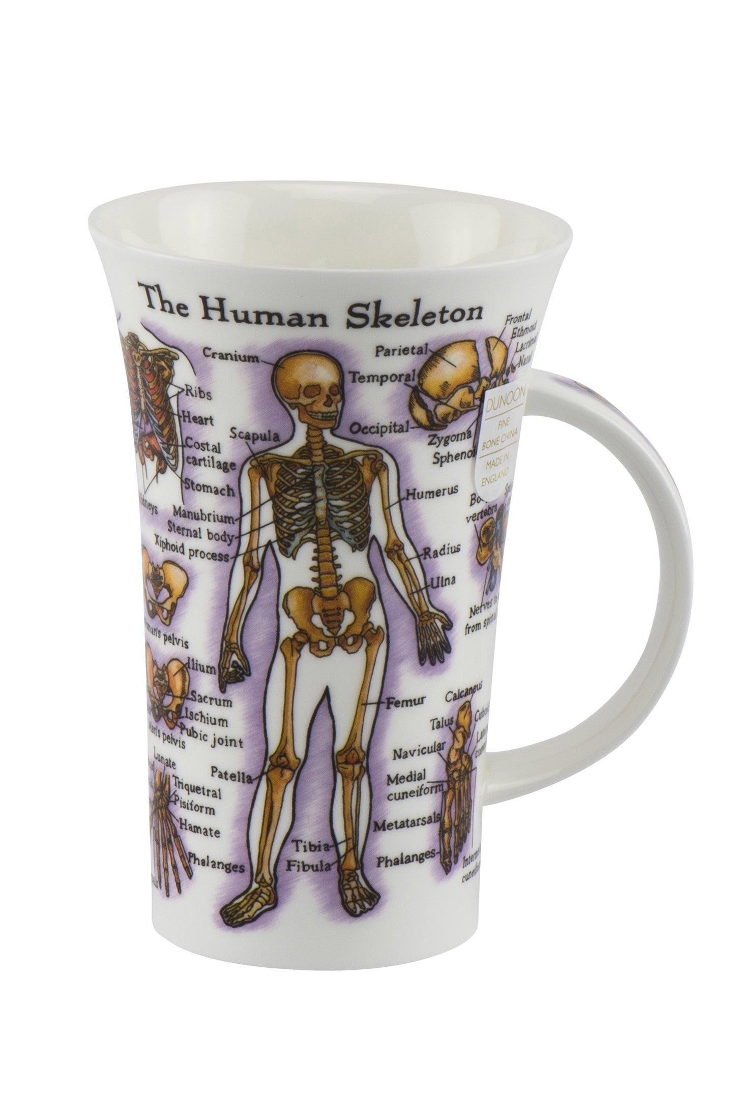 Dunoon Wissens-Becher Teetasse Kaffeetasse Glencoe Porzellan-Becher viele Dekore