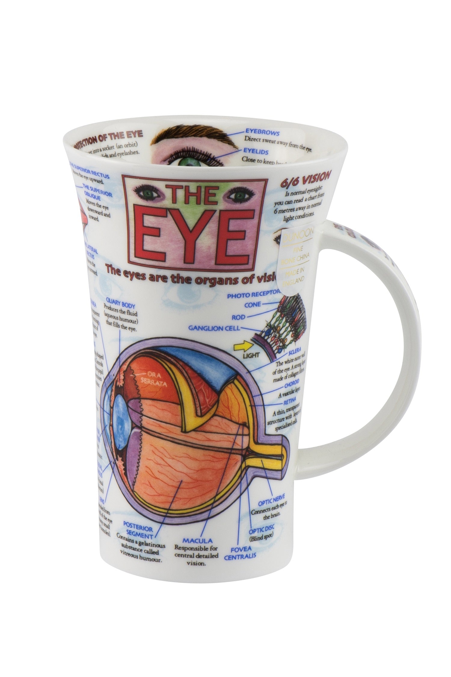 Dunoon Wissens-Becher Teetasse Kaffeetasse Glencoe Porzellan-Becher viele Dekore